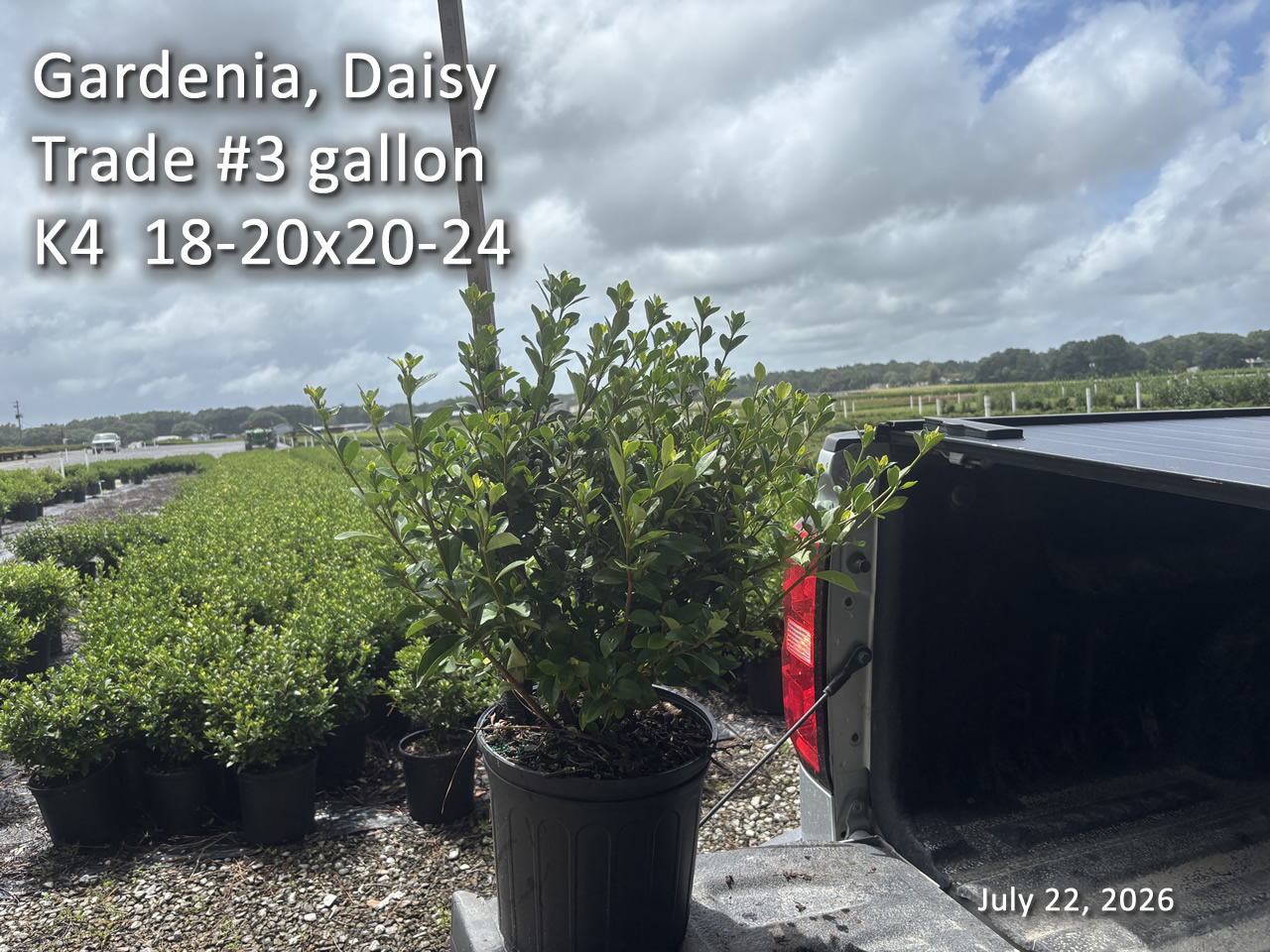 gallery/gdai3t k4 jul22.jpg
